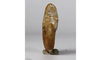 Taramelliceras alberti