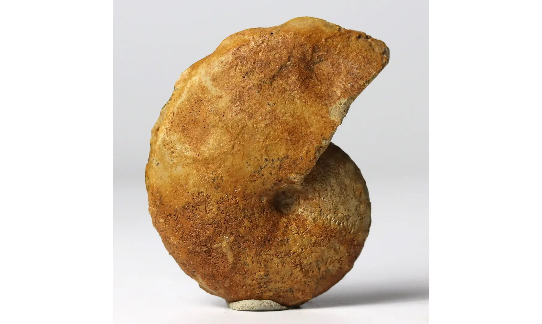 Taramelliceras alberti