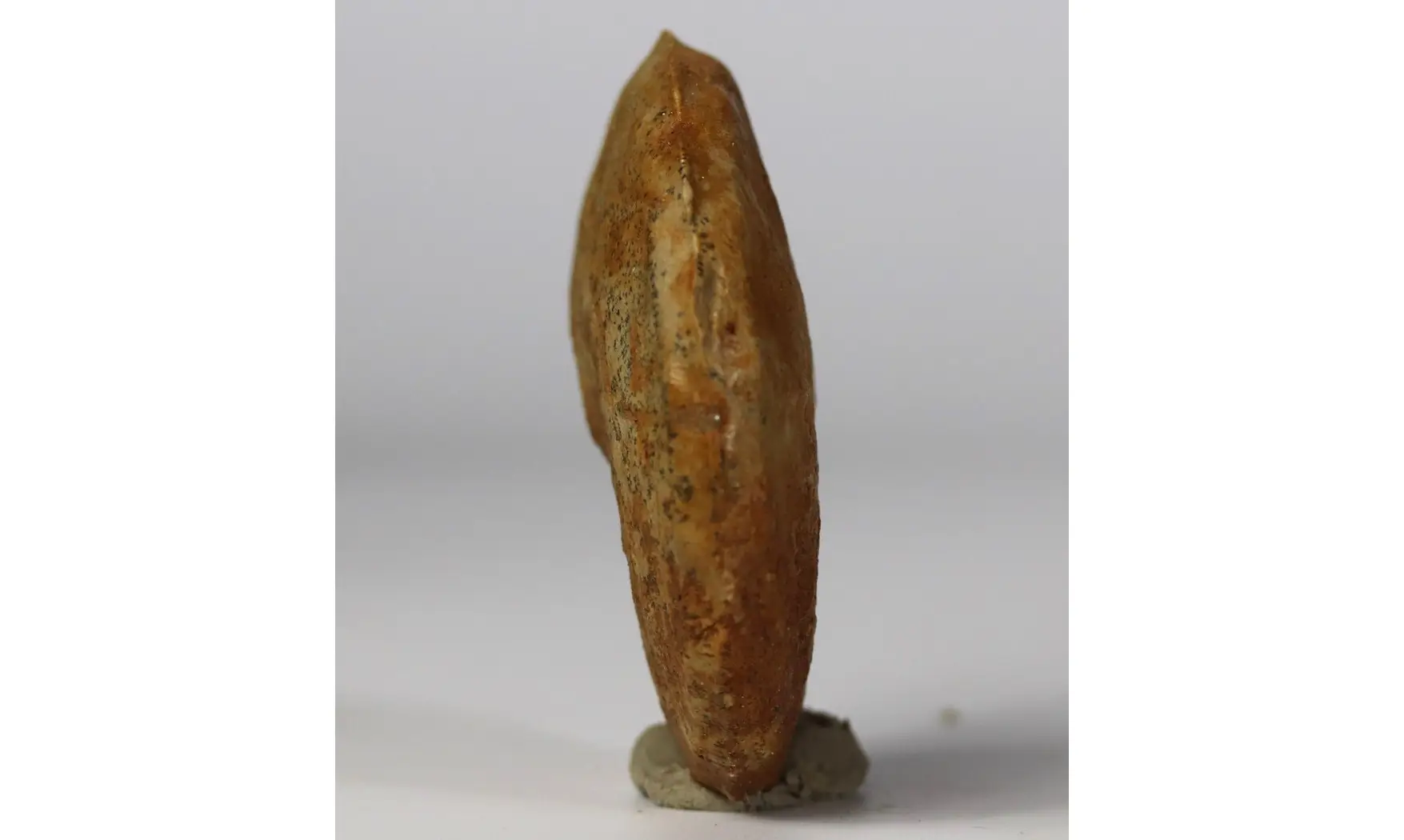 Taramelliceras alberti