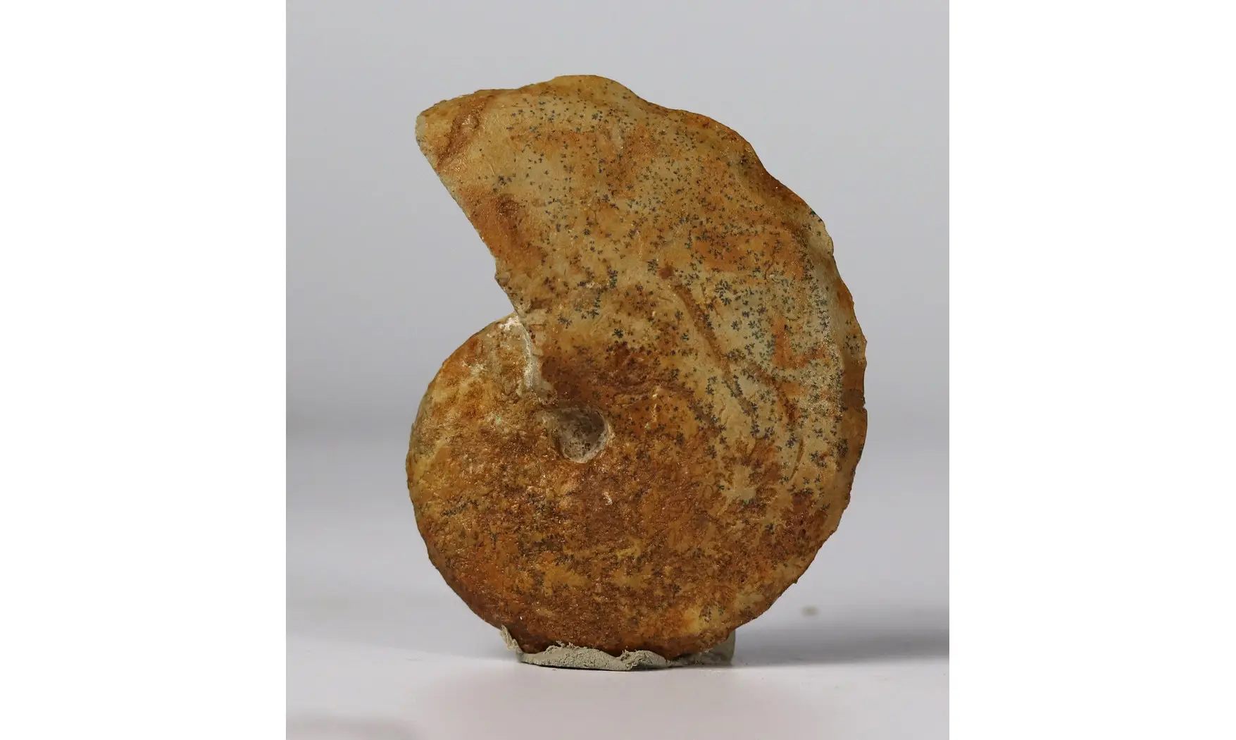Taramelliceras alberti