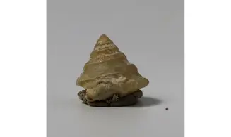 Amphitrochus duplicatus