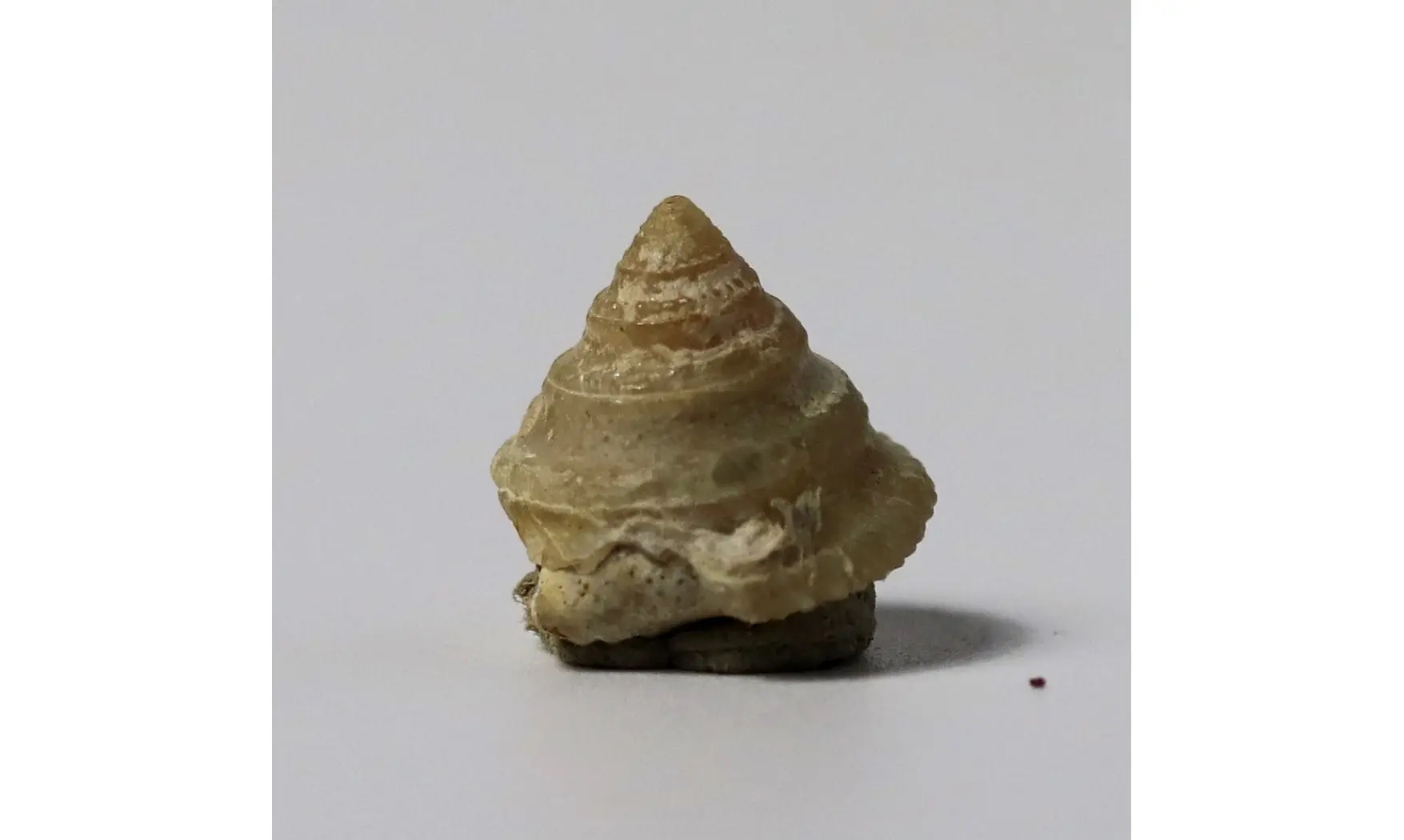 Amphitrochus duplicatus