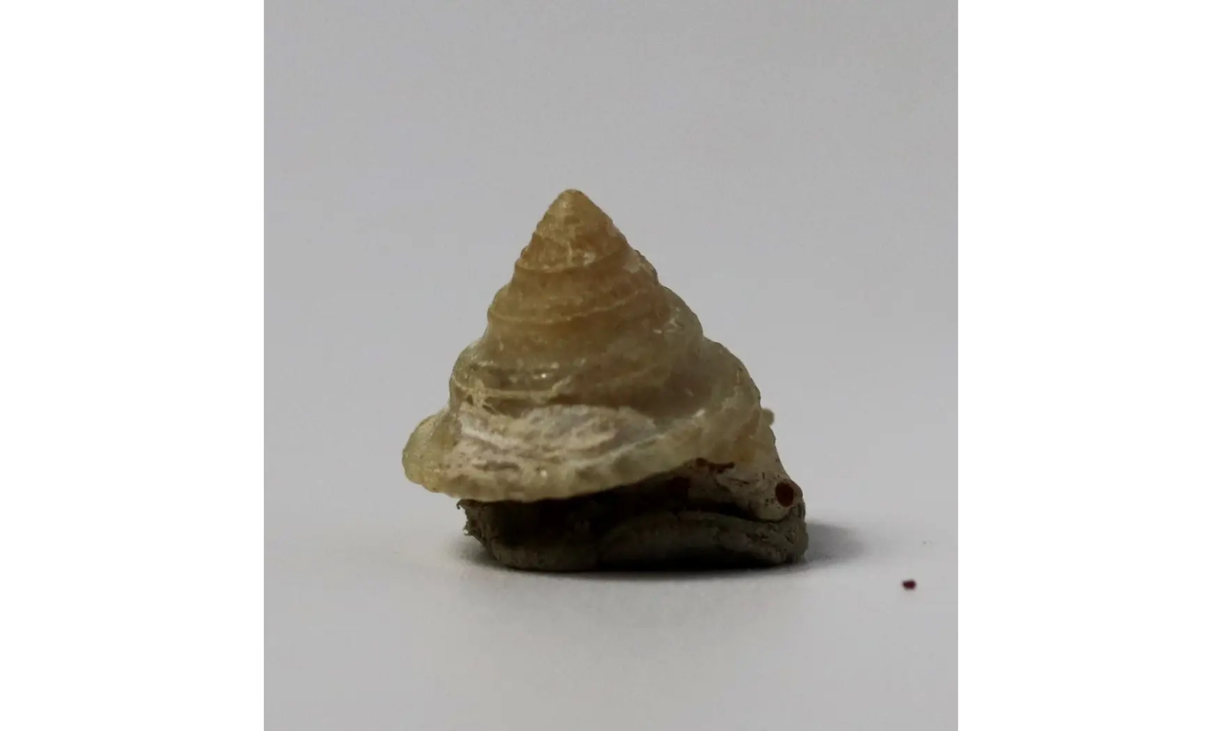 Amphitrochus duplicatus