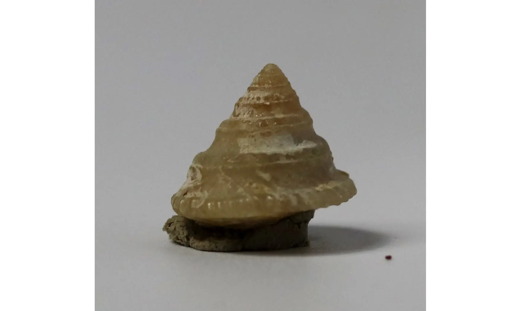 Amphitrochus duplicatus