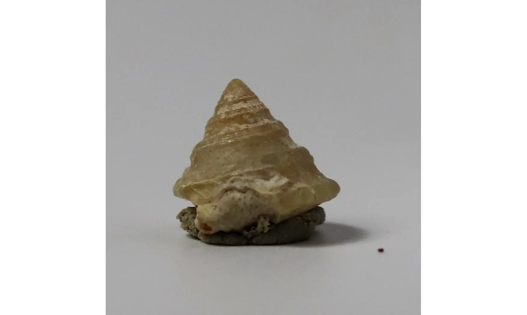 Amphitrochus duplicatus