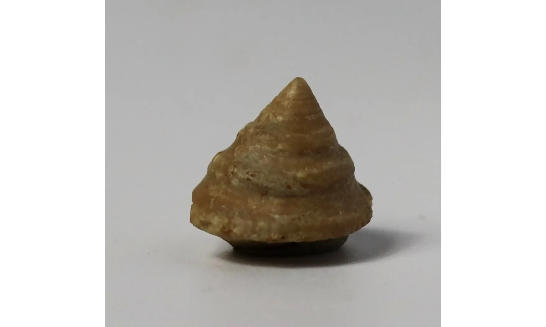Amphitrochus duplicatus