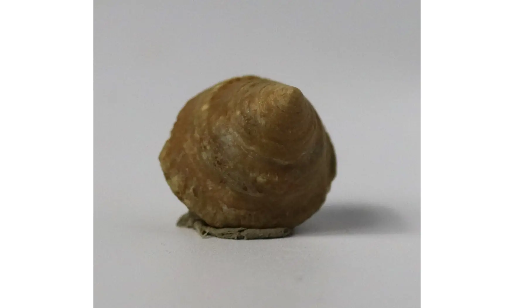 Amphitrochus duplicatus
