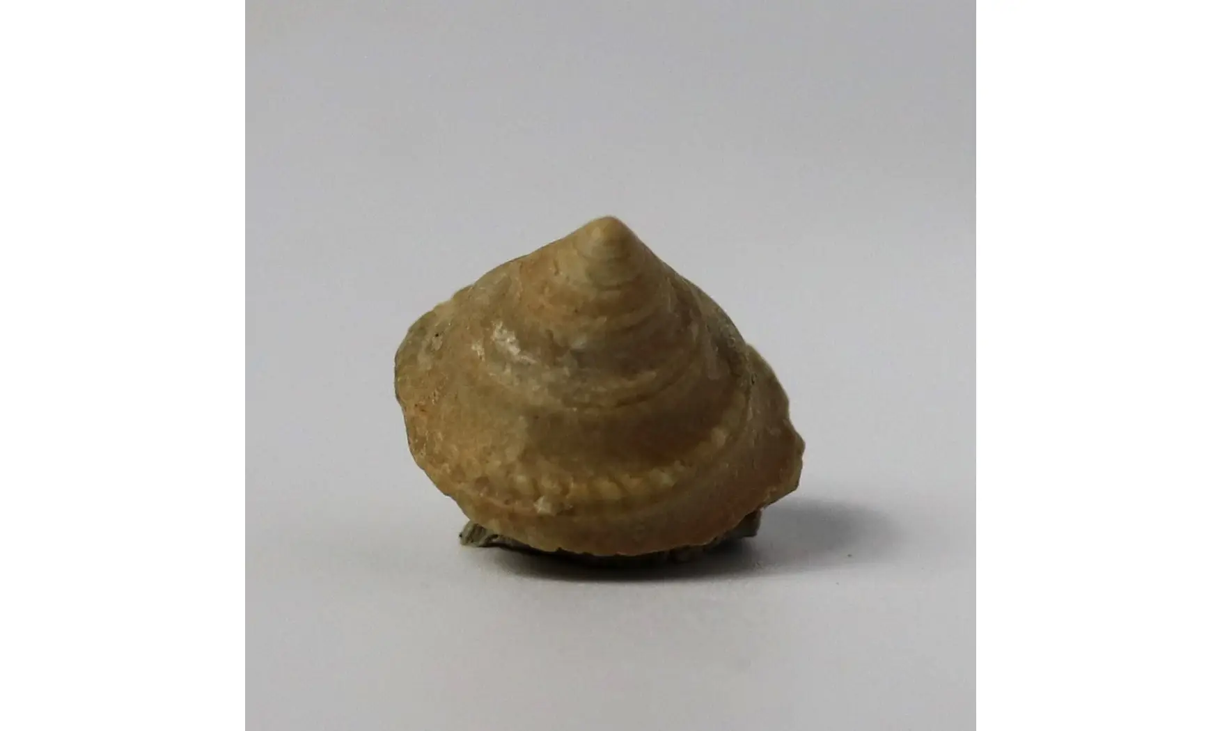Amphitrochus duplicatus