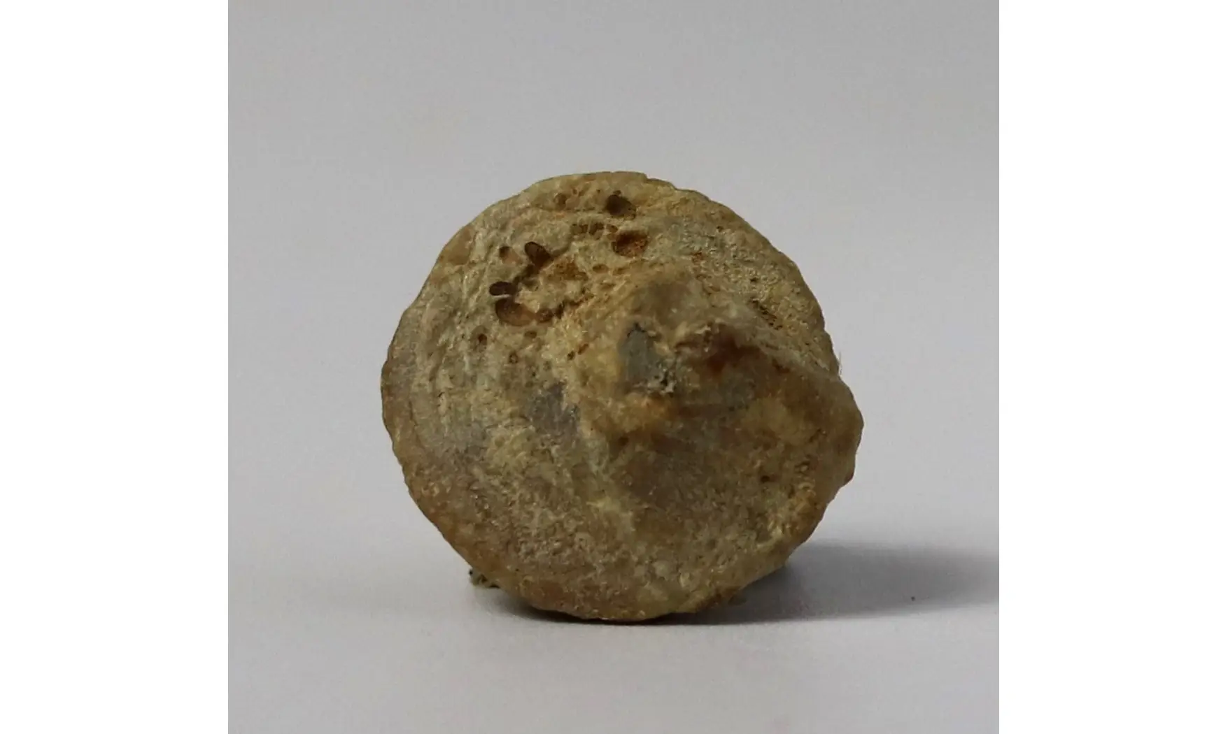 Amphitrochus duplicatus