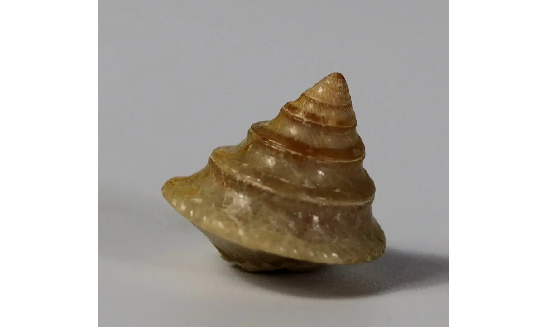 Amphitrochus duplicatus