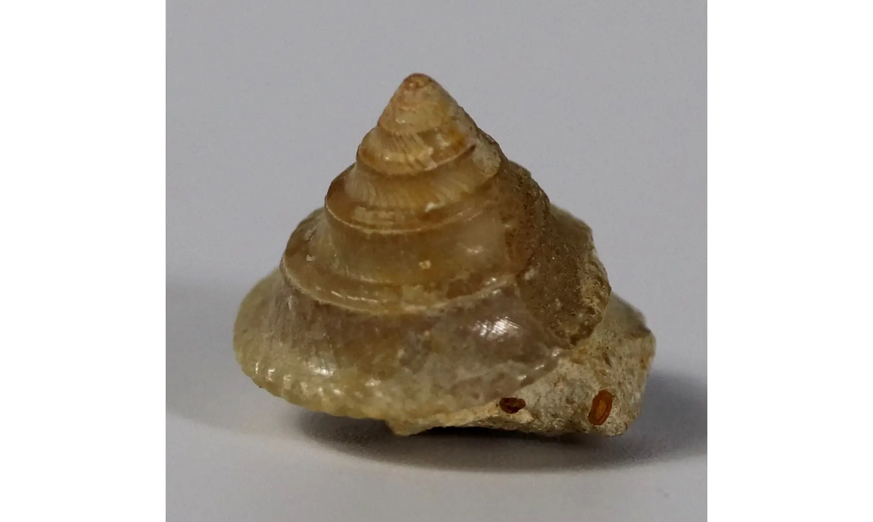 Amphitrochus duplicatus