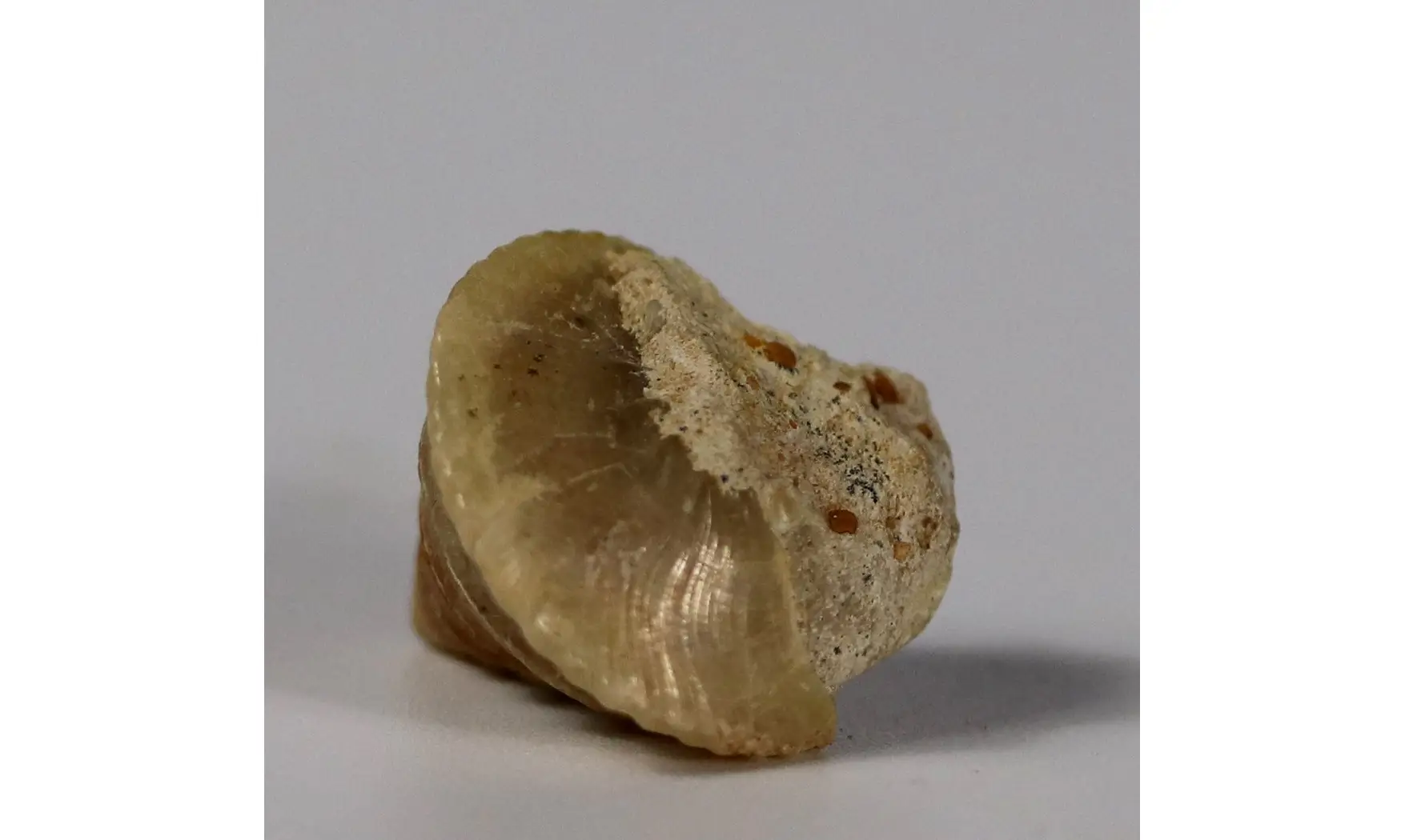 Amphitrochus duplicatus