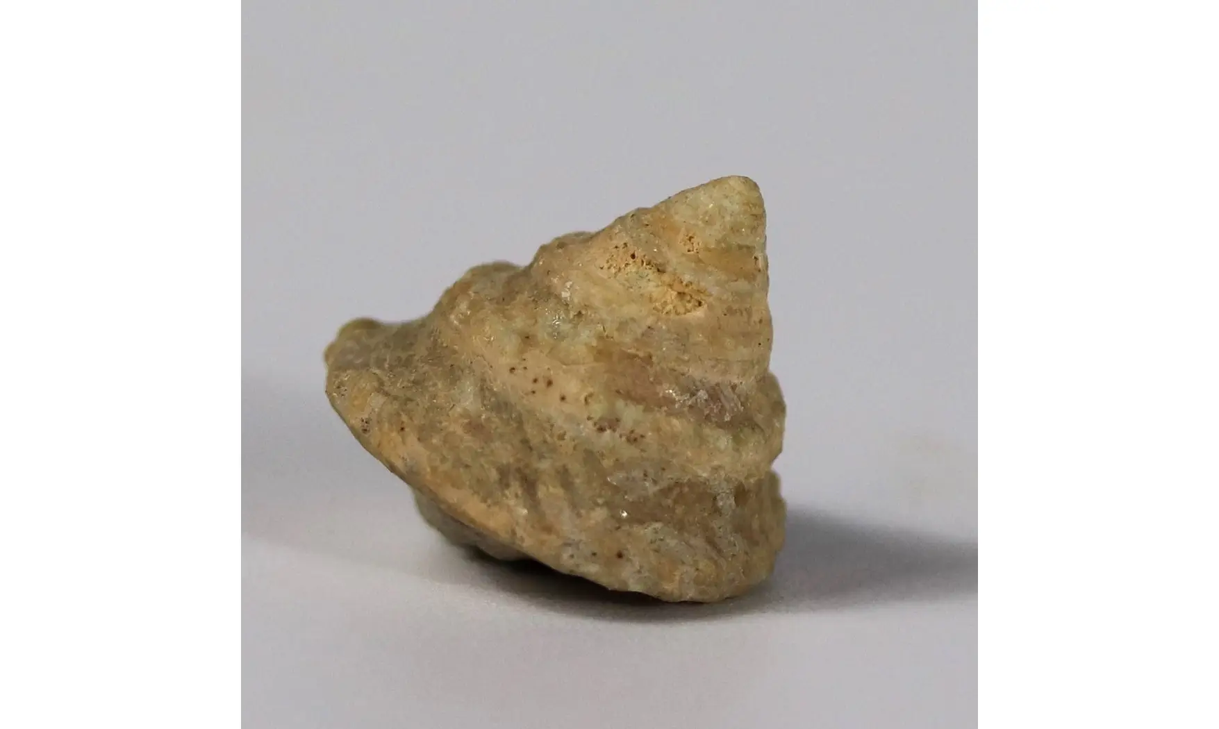 Amphitrochus duplicatus