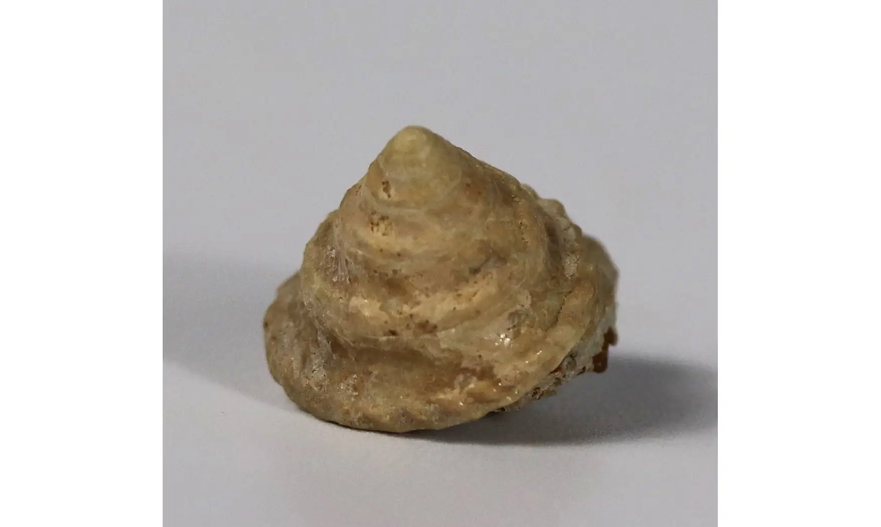 Amphitrochus duplicatus
