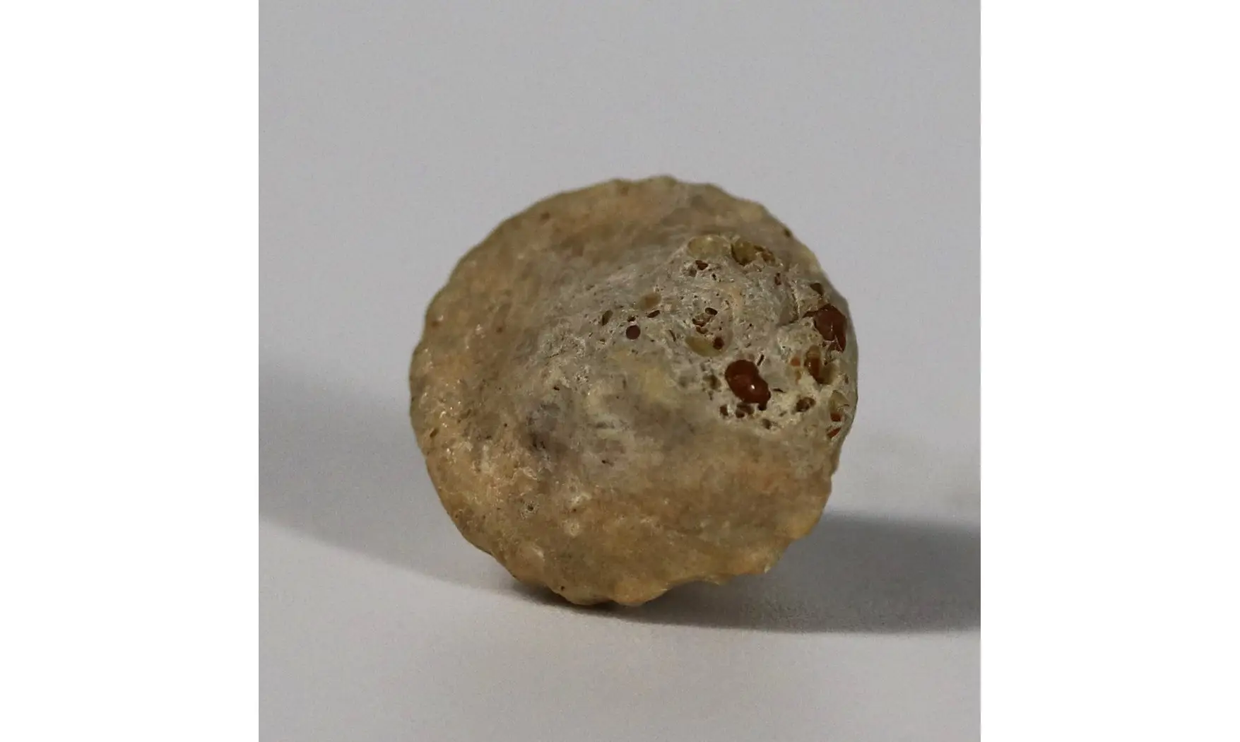 Amphitrochus duplicatus
