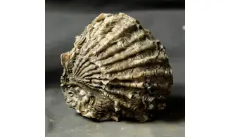 Ctenostreon proboscideum