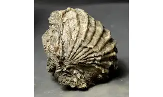 Ctenostreon proboscideum