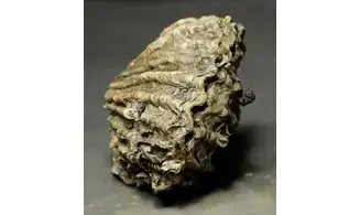 Ctenostreon proboscideum