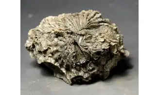 Ctenostreon proboscideum