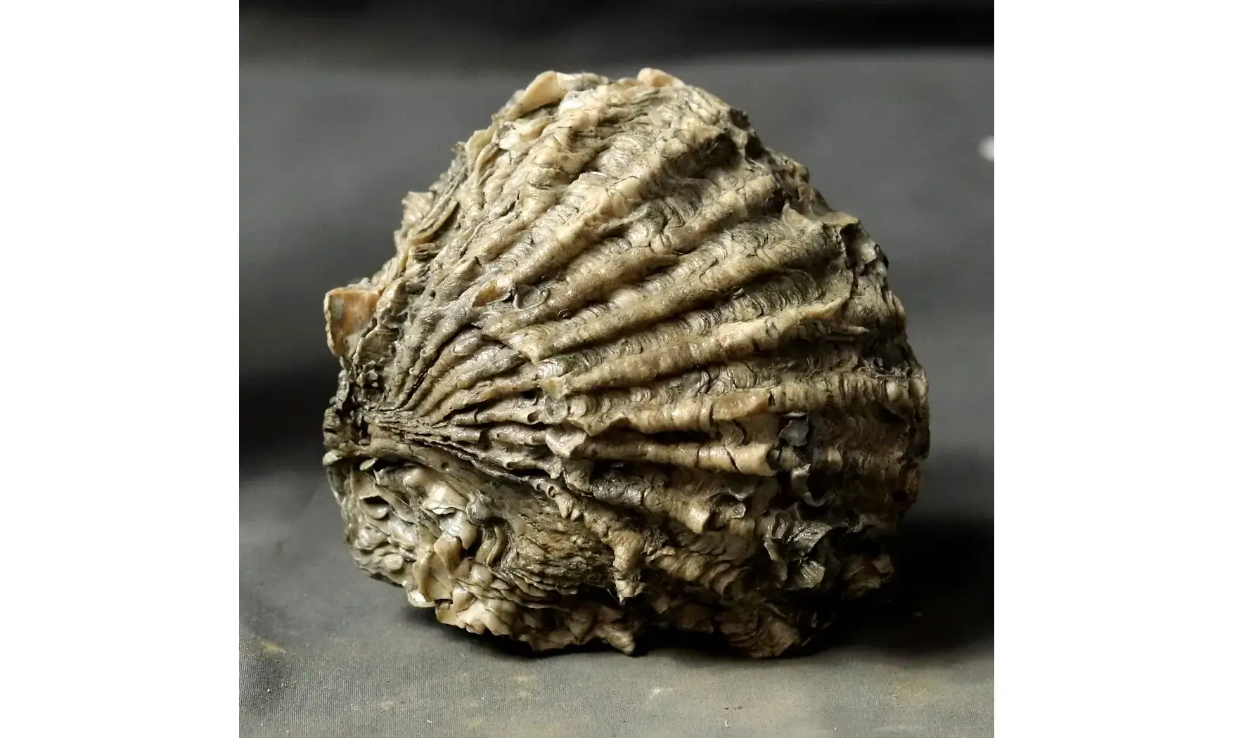 Ctenostreon proboscideum