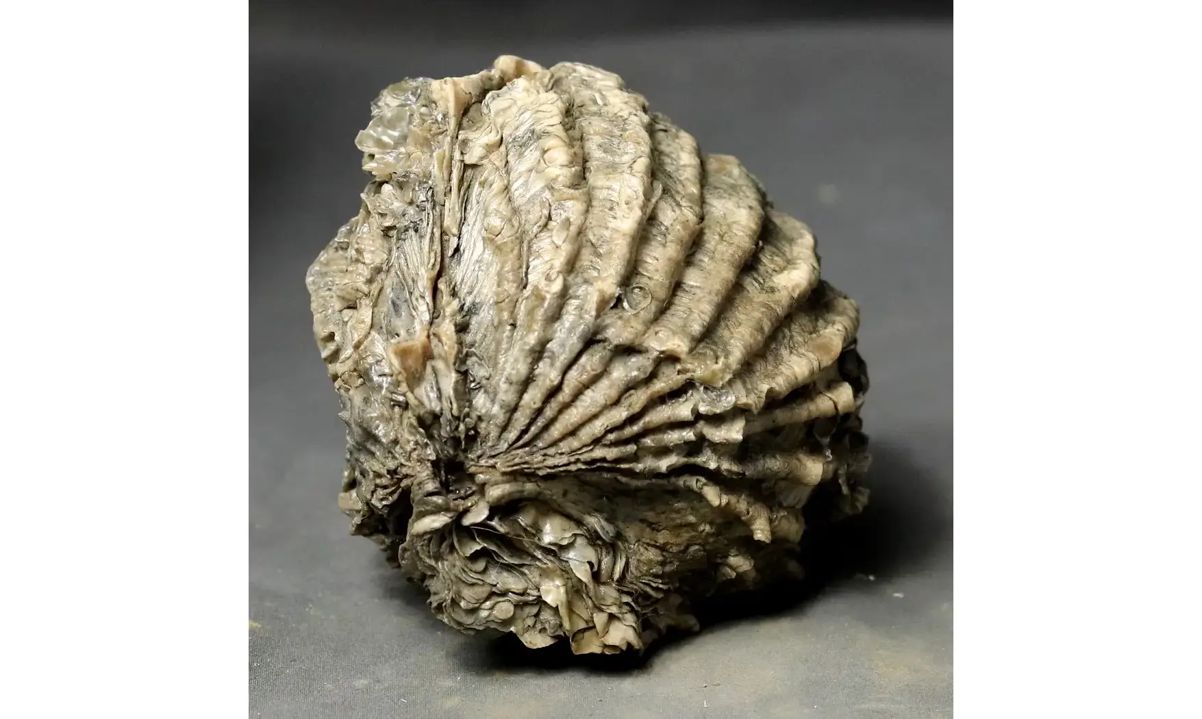 Ctenostreon proboscideum