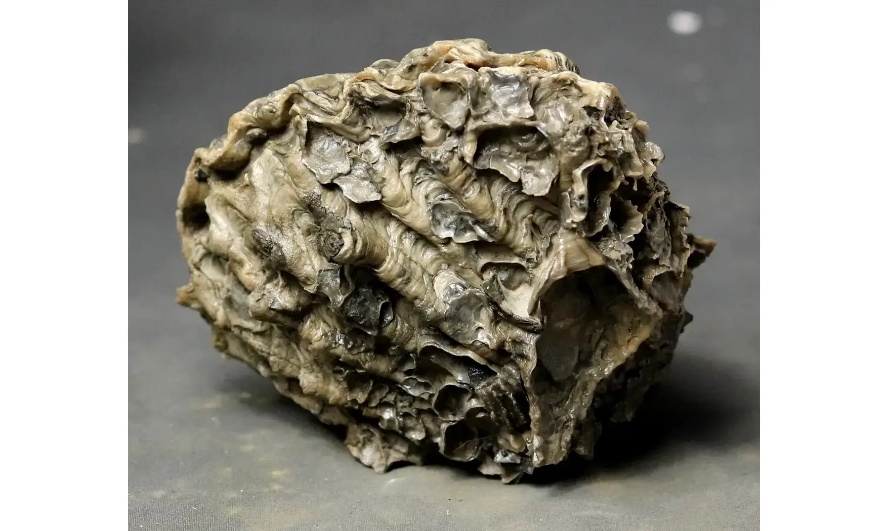 Ctenostreon proboscideum