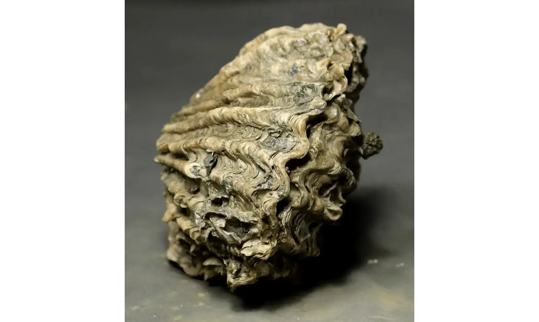 Ctenostreon proboscideum