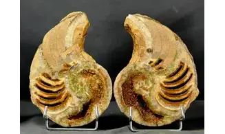 Cenoceras sp