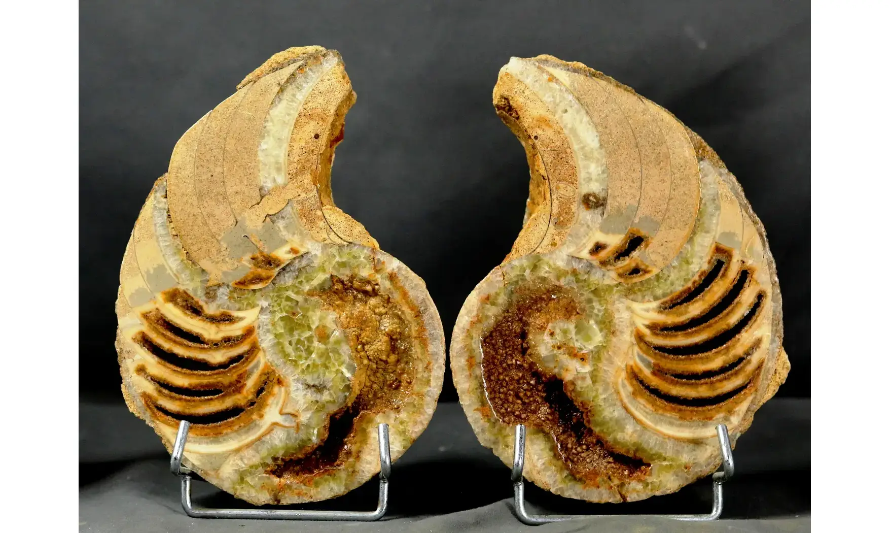 Cenoceras sp