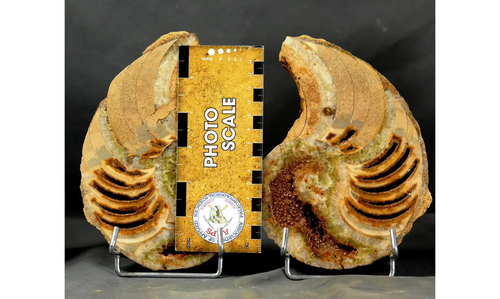 Cenoceras sp