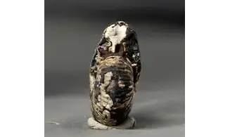 Anatomites brochiiformis