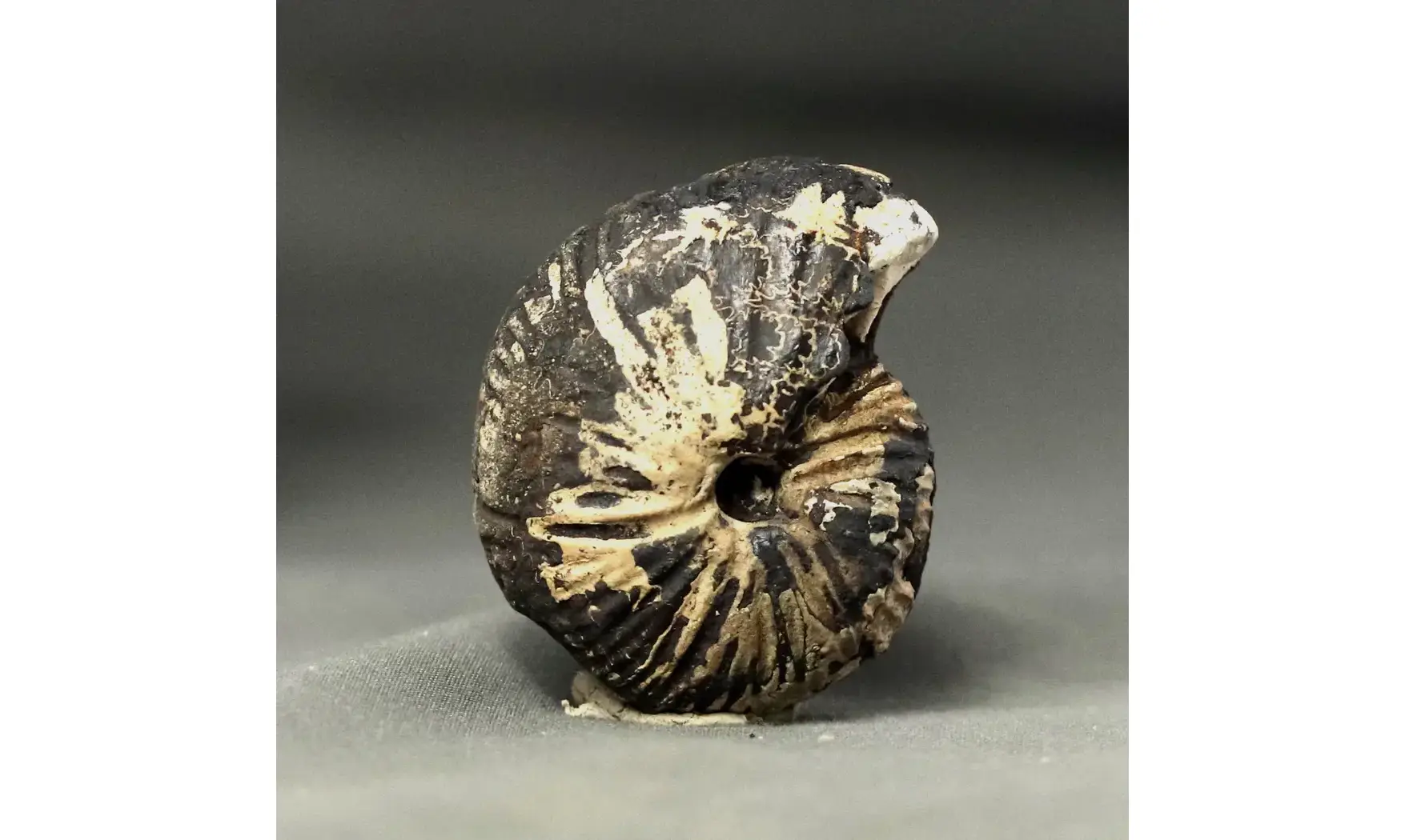 Anatomites brochiiformis