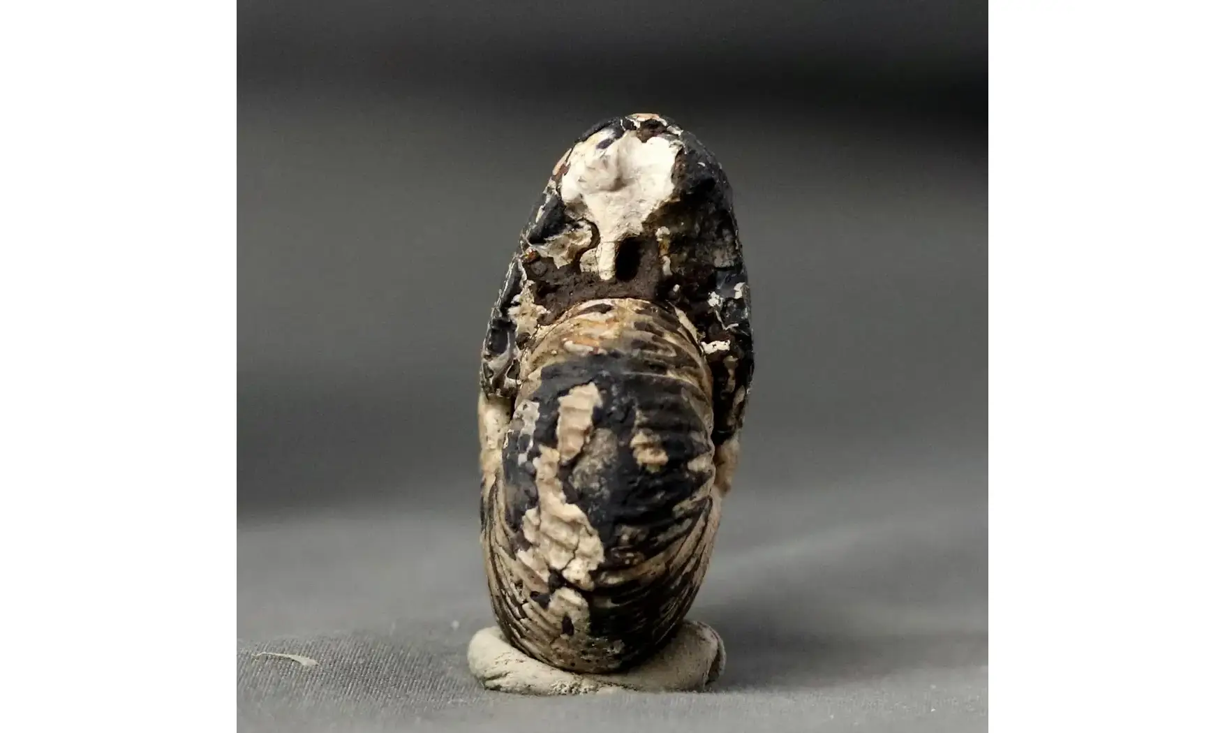 Anatomites brochiiformis