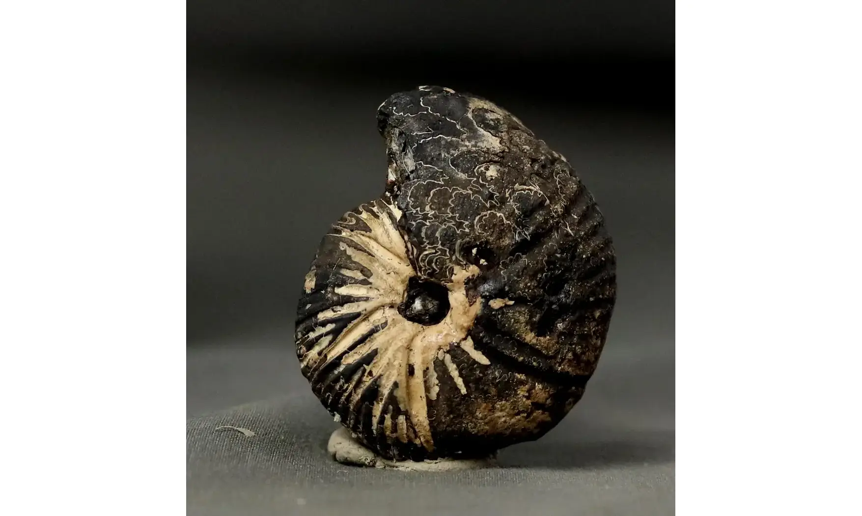 Anatomites brochiiformis