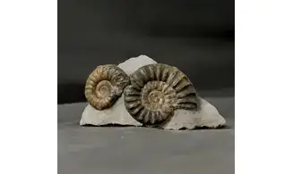 Arnioceras falcaries