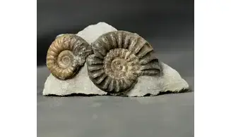 Arnioceras falcaries