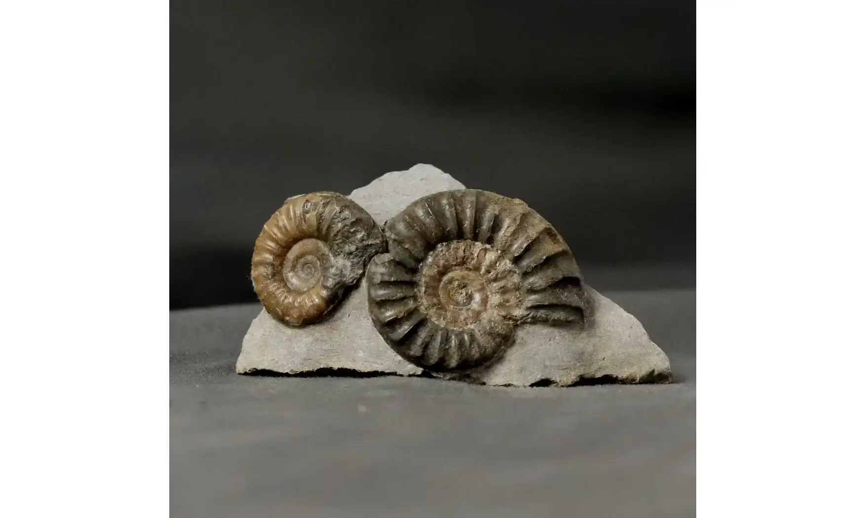 Arnioceras falcaries