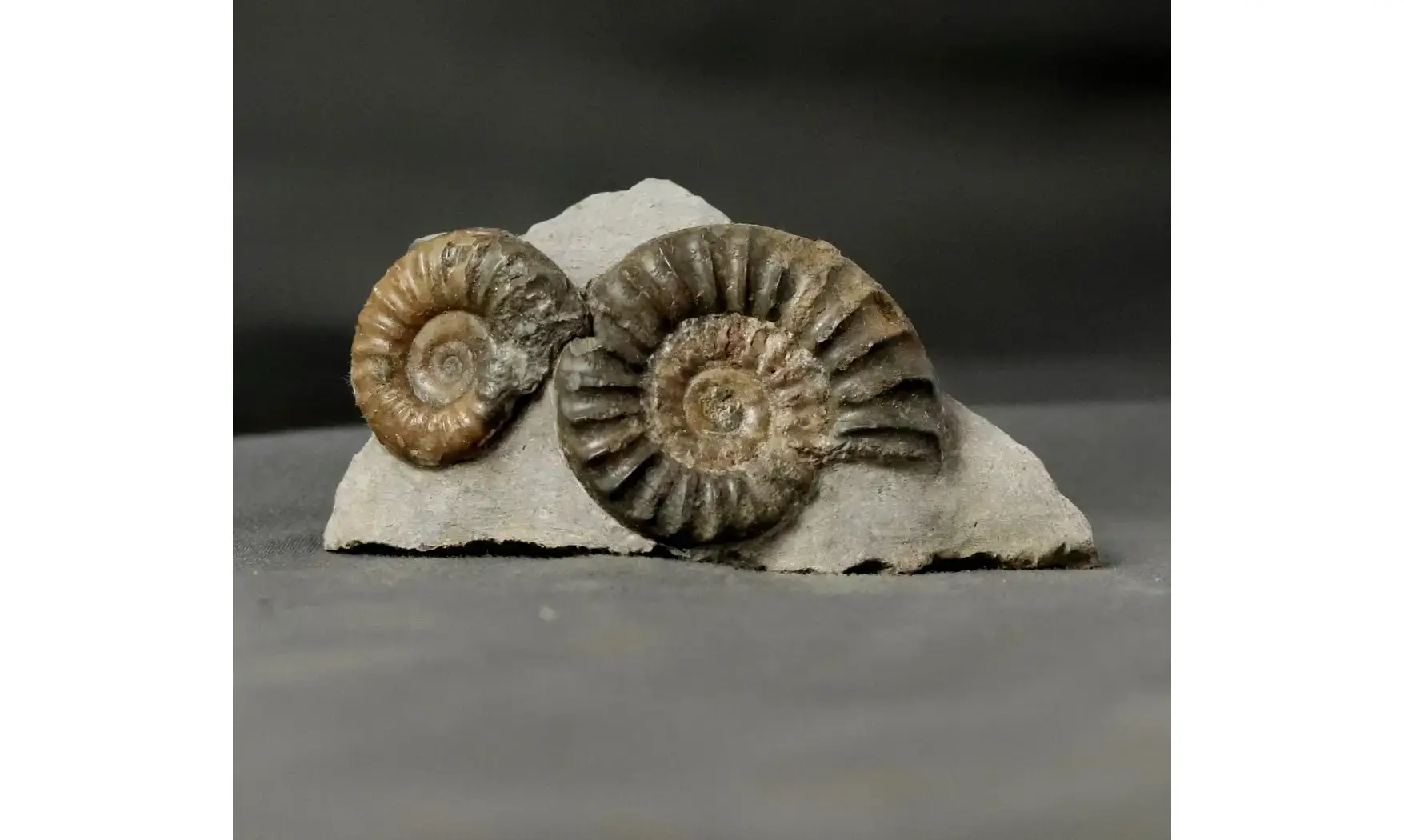 Arnioceras falcaries