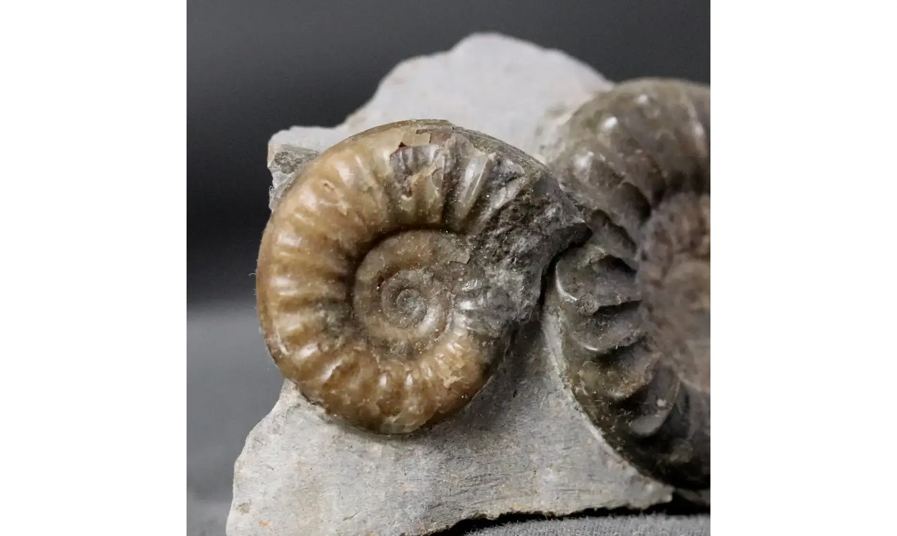 Arnioceras falcaries