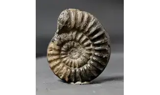 Arnioceras falcaries
