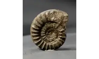 Arnioceras falcaries