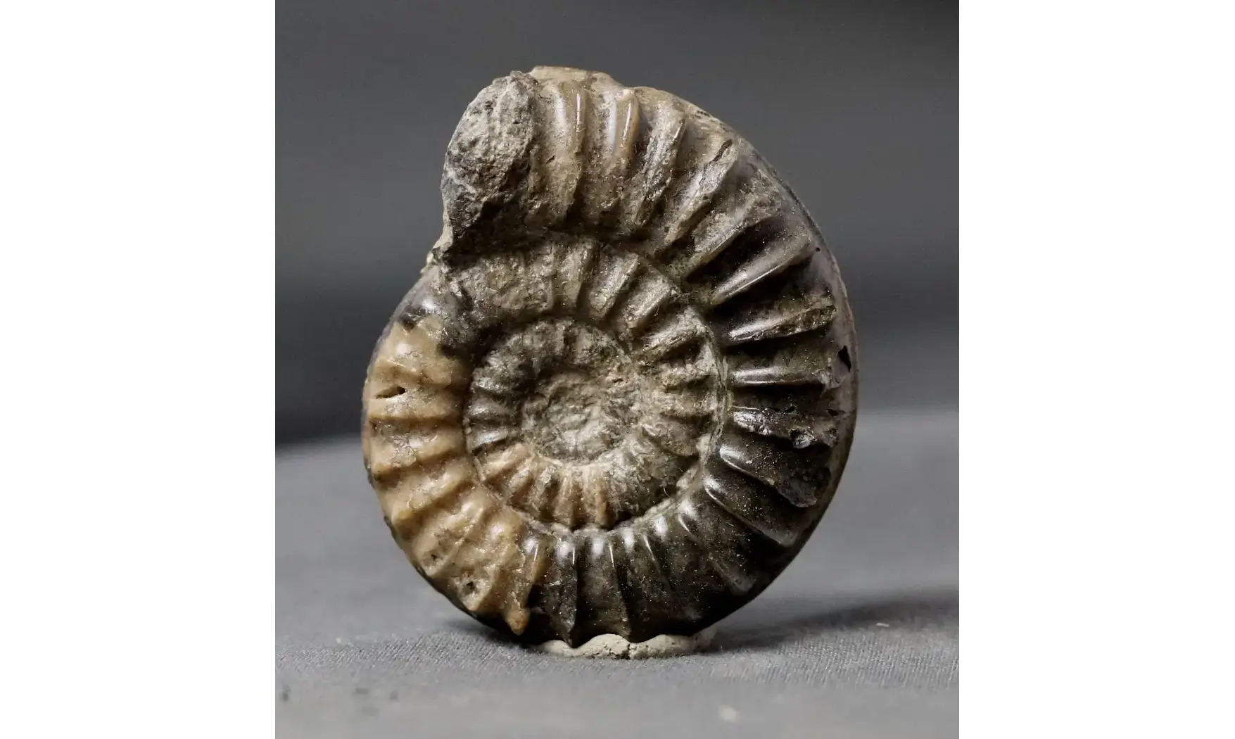 Arnioceras falcaries