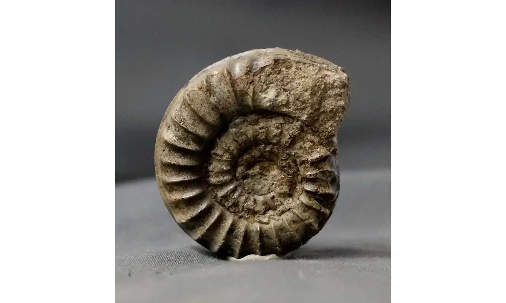 Arnioceras falcaries