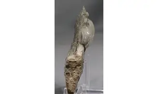 Oxynoticeras oxynotum