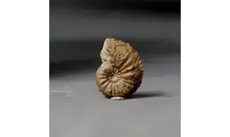 Amaltheus margaritatus