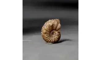 Amaltheus margaritatus