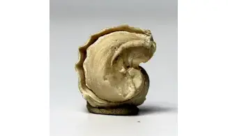 Exogyra sp.