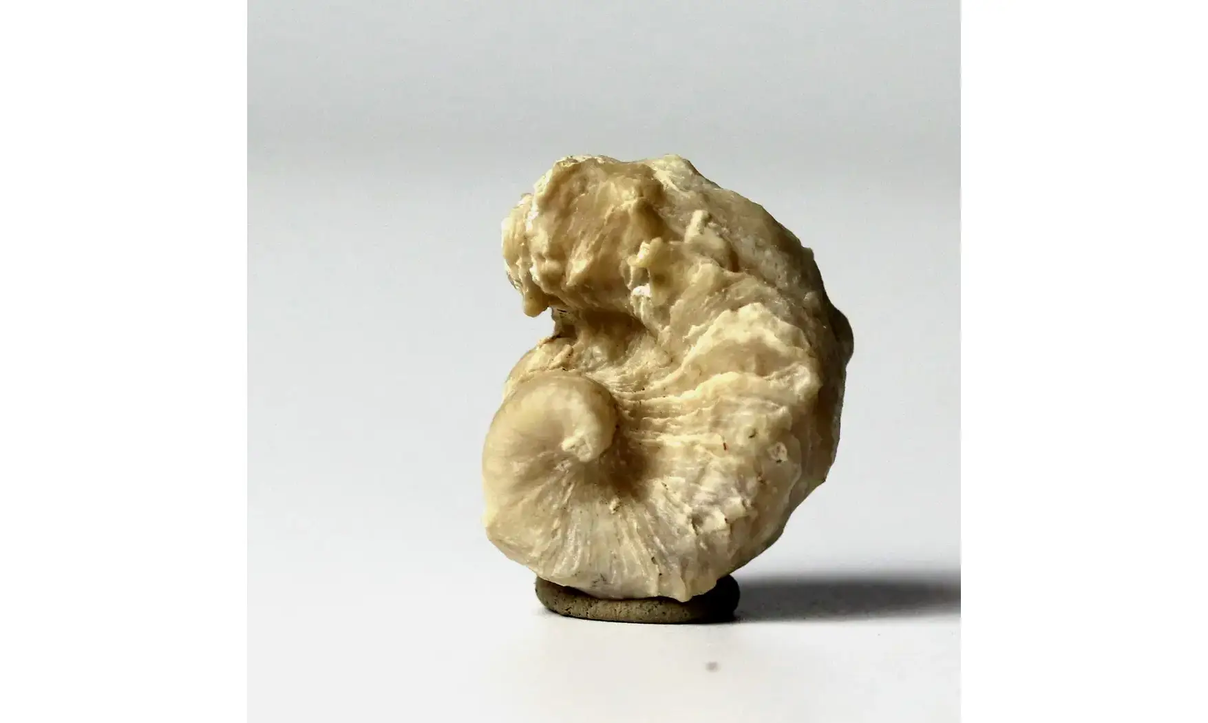 Exogyra sp.
