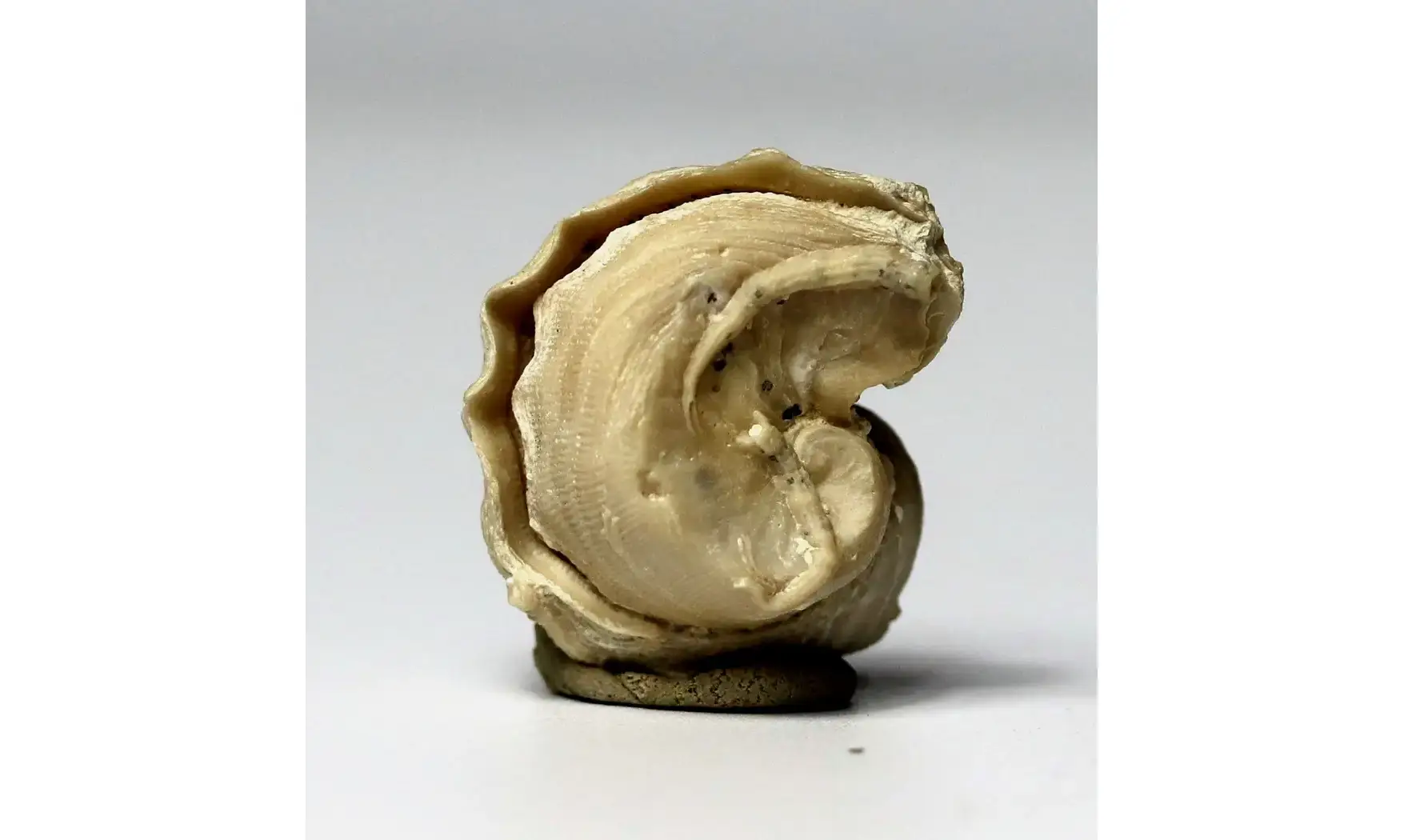 Exogyra sp.