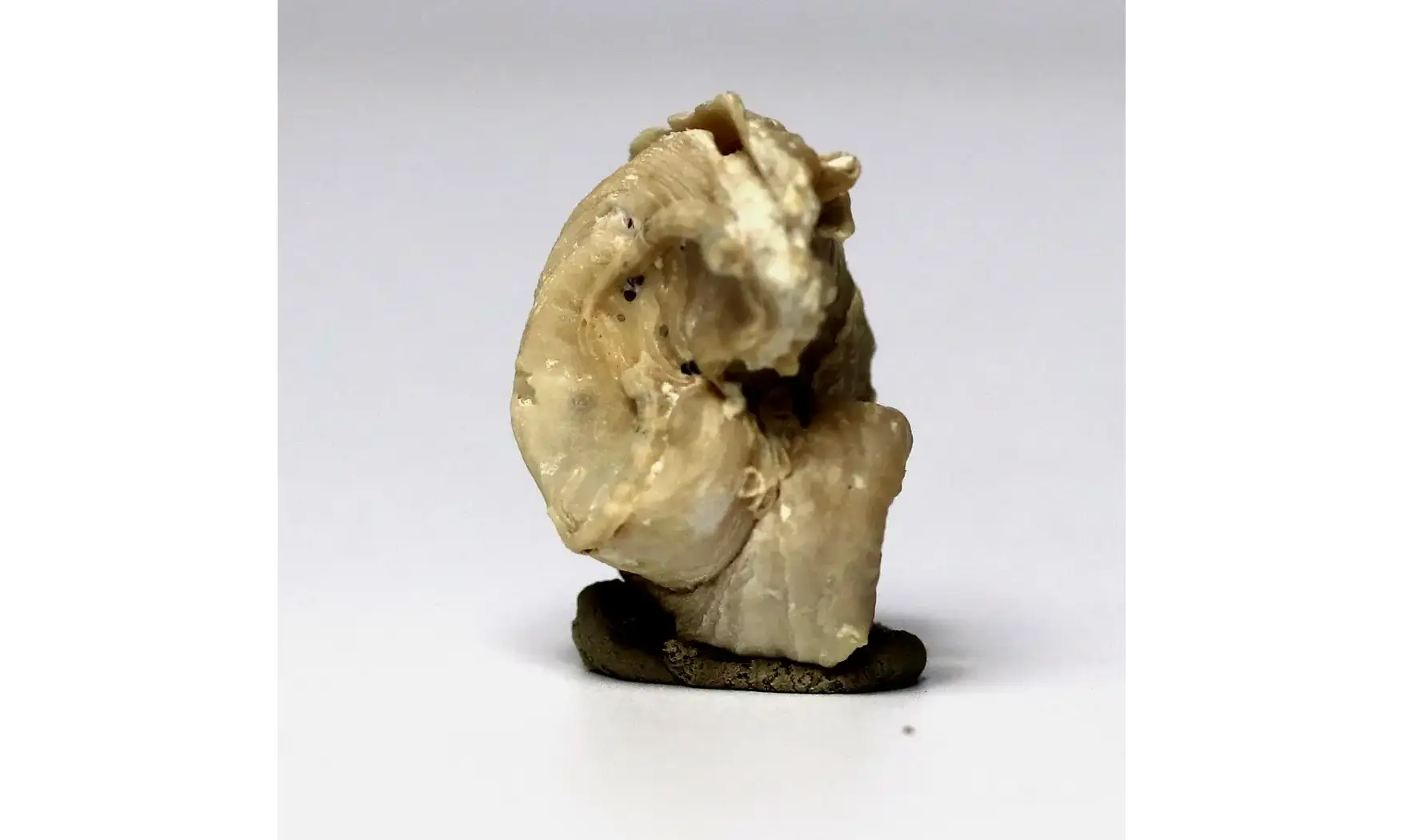 Exogyra sp.